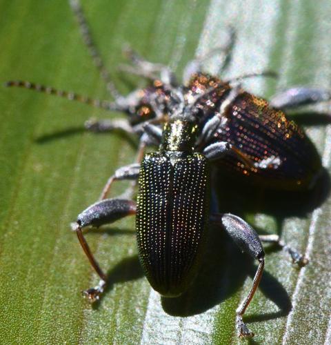 Réf. 362 309 : Donacia versicolorea
